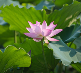 Obraz premium blooming lotus flower