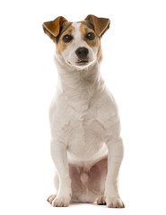 Jack Russell sitting in front of a white background