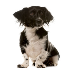 Crossbreed dog sitting in front of a white background