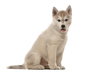 Naklejka na ściany i meble Husky puppy sitting in front of a white background
