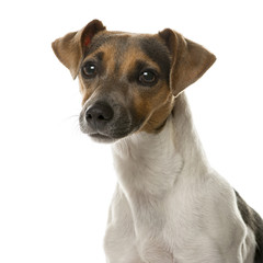 Close-up of a Jack Russell in front of a white background
