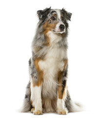 Australian Shepherd sitting in front of a white background