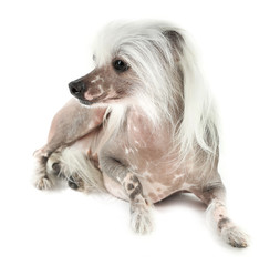 Chinese Crested dog isolated on white