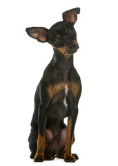 Miniature Pinscher sitting in front of a white background