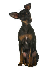 Miniature Pinscher sitting in front of a white background