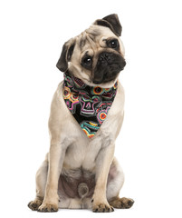 Pug sitting and wearing a scarf in front of a white background