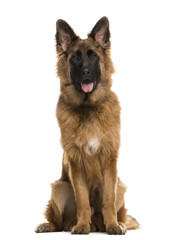 German Shepherd sitting in front of a white background