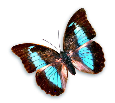 Butterfly prepona laertre on the white isolated background