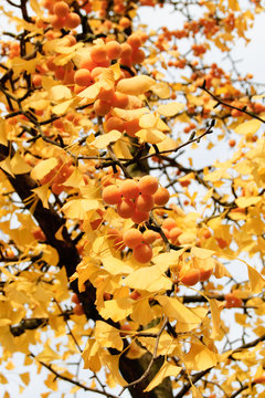 Herbstlicher Ginkgo-Baum mit gelben Bl&auml;ttern und gelben Fr&uuml;chten an einem sonnigen Tag