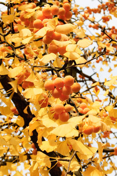 Herbstlicher Ginkgo-Baum mit gelben Bl&auml;ttern und gelben Fr&uuml;chten an einem sonnigen Tag