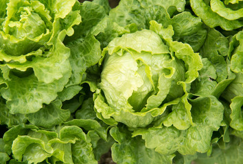 lettuce plant in field - obrazy, fototapety, plakaty