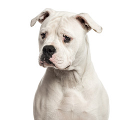 Close-up of an American Bulldog in front of a white background