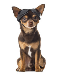 Chihuahua sitting in front of a white background