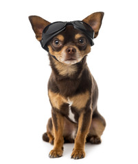 Chihuahua sitting in front of a white background