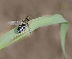 insect on blade