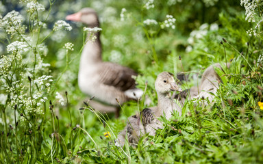 Geese and goslings. A spring rural scene with geese and baby geese (goslings) foraging for food in the grass.
