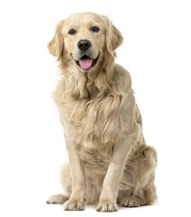 Cercles muraux Chien Golden Retriever sitting in front of a white background