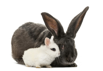 Rabbits in front of a white background