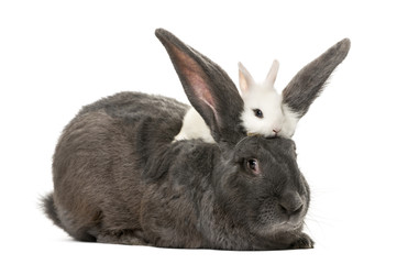 Rabbits in front of a white background