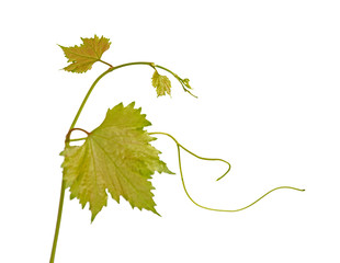 Closeup of grapevine