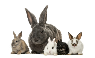 Rabbits in front of a white background