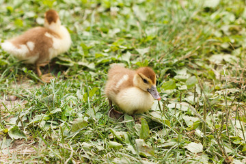 Two little ducklings running around on the grass