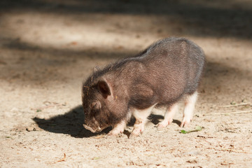 Young black piggy