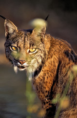 Lince iberico