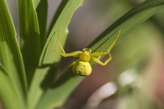 Araign&eacute;e crabe construisant sa toile sur une plante.