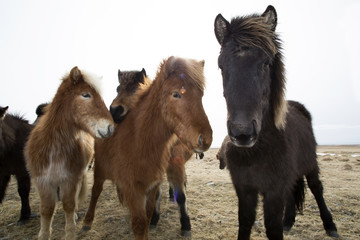 Curious Icelandic horses
