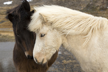 Two Icelandic horses
