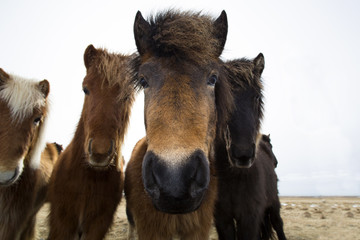 Fototapeta premium Curious Icelandic horses