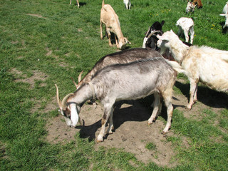 Obraz na płótnie Canvas Goats