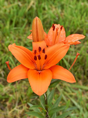 ブルネロ（ユリ）