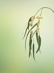 Eucalyptus branch