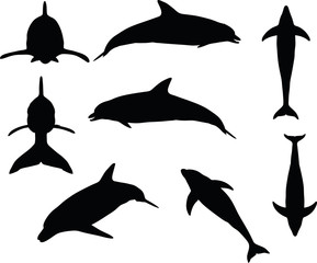 Fototapeta premium dolphin silhouette