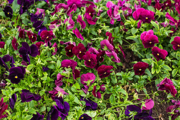 leafless trees and the sky