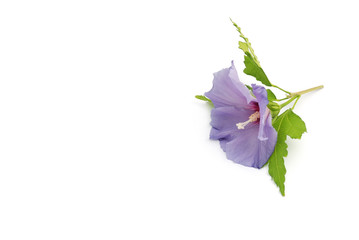 Hibiskus © Marty Kropp