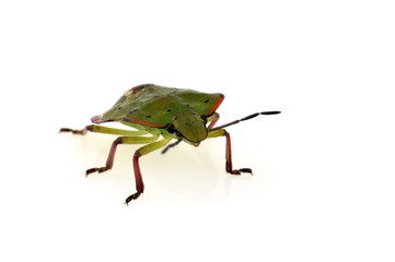 Punaise verte