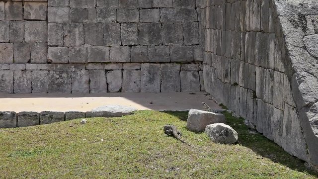 Iguana Closeup near Chichen Itza pyramid, Yucatan, Mexico
