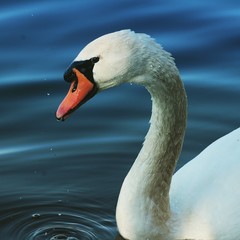 A lonely swan...