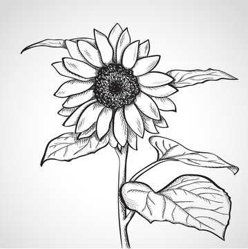 Sketch sunflower (Helianthus)