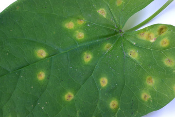 Puccinia on a leaf morning glory