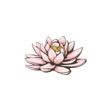 Fototapeta Vector lotus flower.