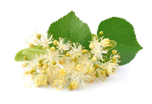 Linden flowers