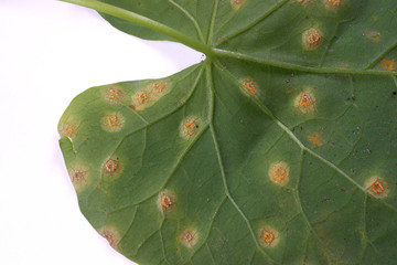 Puccinia on a leaf morning glory - obrazy, fototapety, plakaty