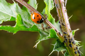 Fototapeta premium Marienkäfer in Blattlauskolonie, Angriff von Ameisen