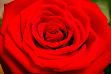 red rose petals close up