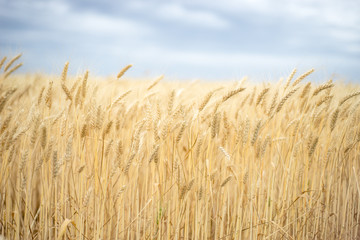 Beautiful wheat crop in a field © Himchenko