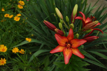 Flower Lily